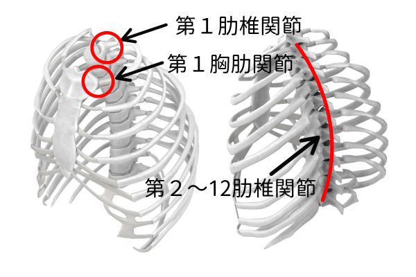 胸郭